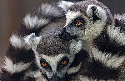 RED DEAD 在线模式熟练的窃贼可享营地和农庄抢劫双倍奖励