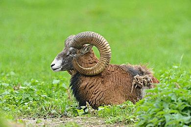 Spike Chunsoft神秘网站上线：解谜后输入密码